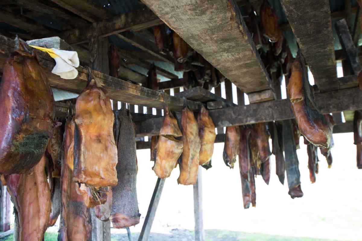 Greenland shark fermenting