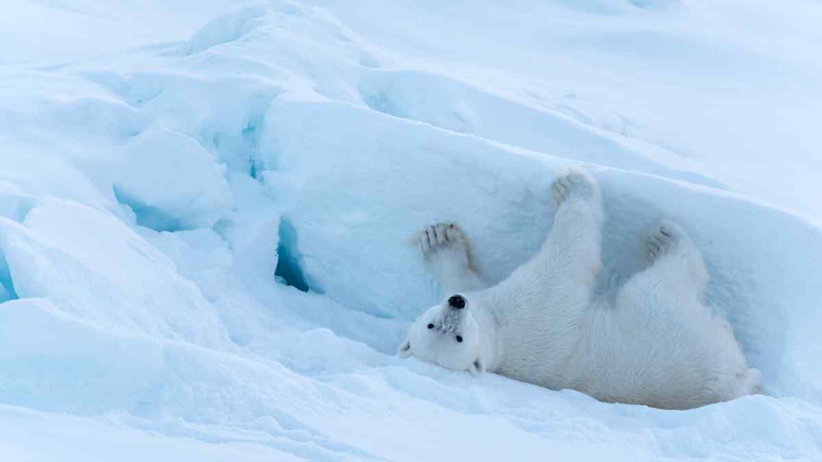 Polar bear in Iceland