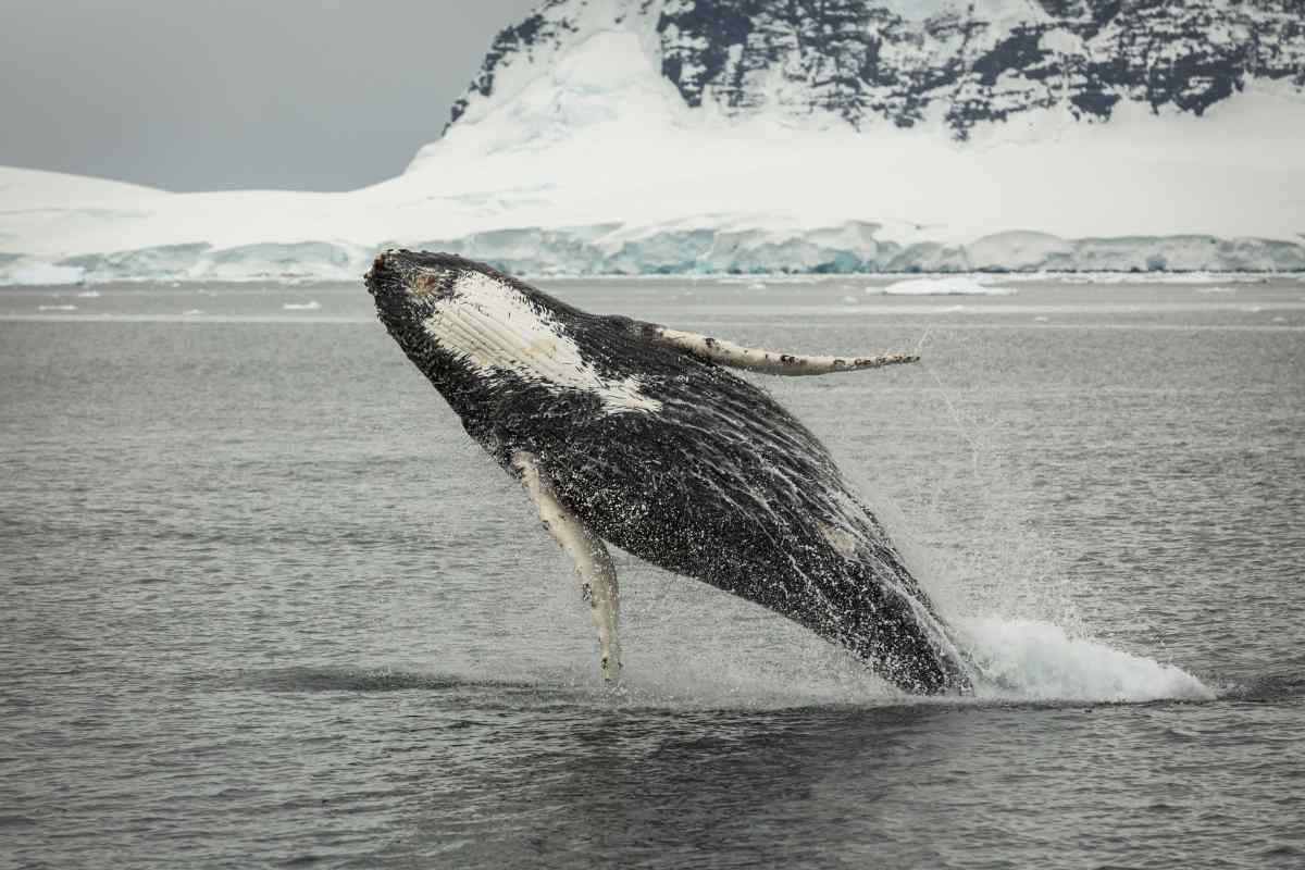 Humpback whale