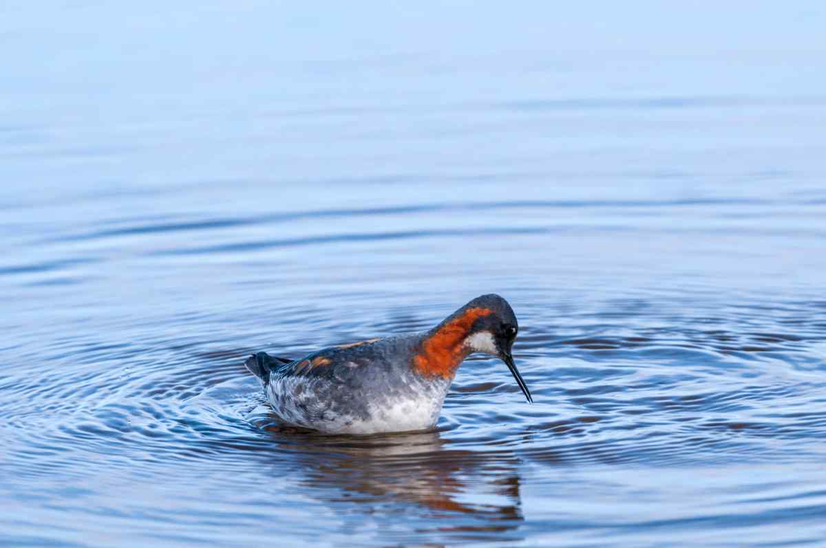 Red-necked Pharlarope