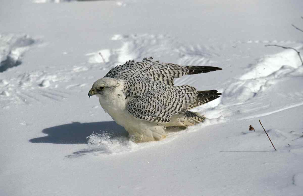 Iceland wildlife: Gyrfalcon