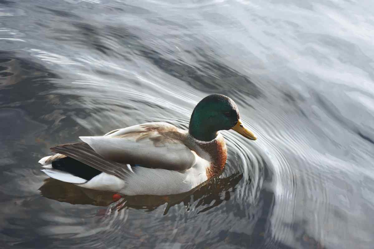 Iceland animals: duck