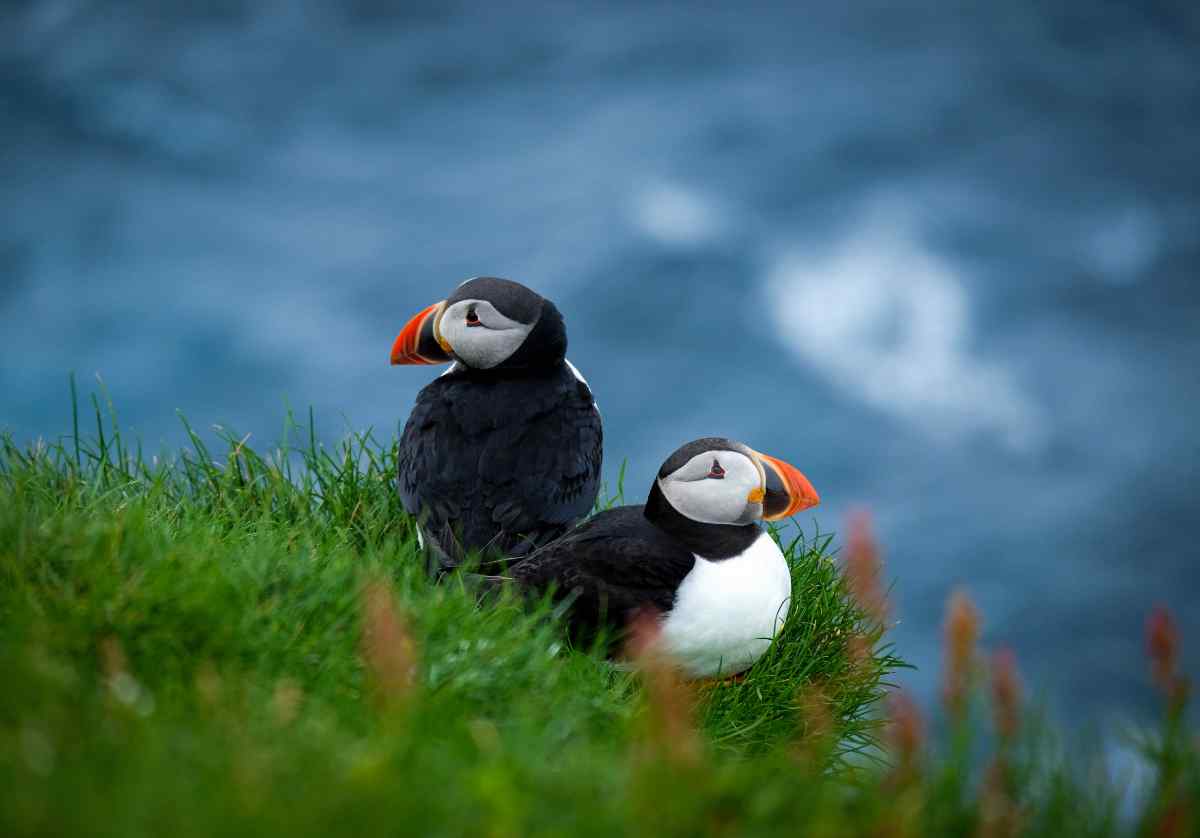 Iceland animals