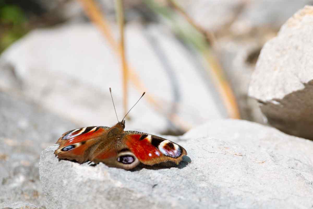 Icelandic butterfly