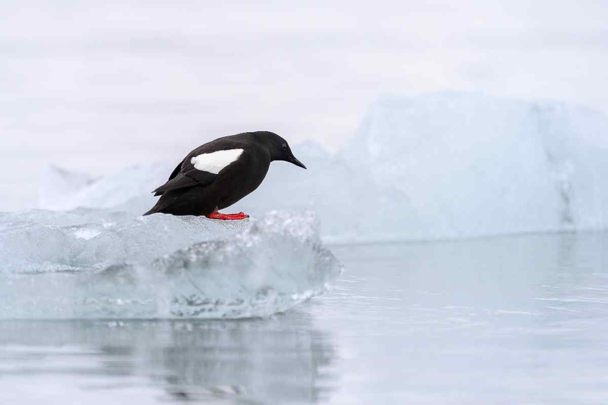 Icelands Guillemots