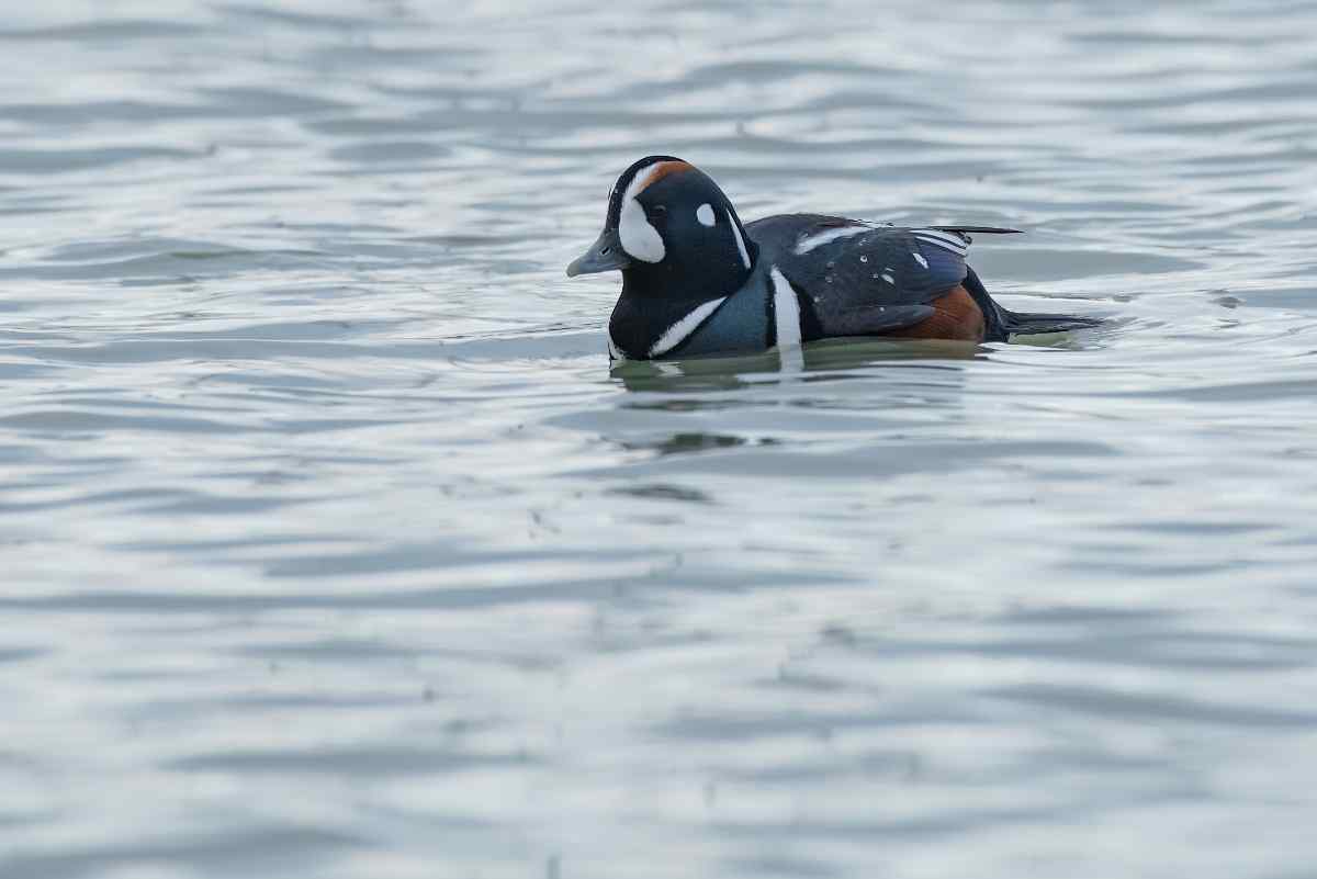 Harlequin Duck