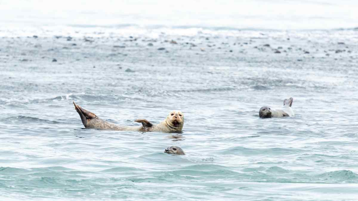 Iceland wildlife: Seals