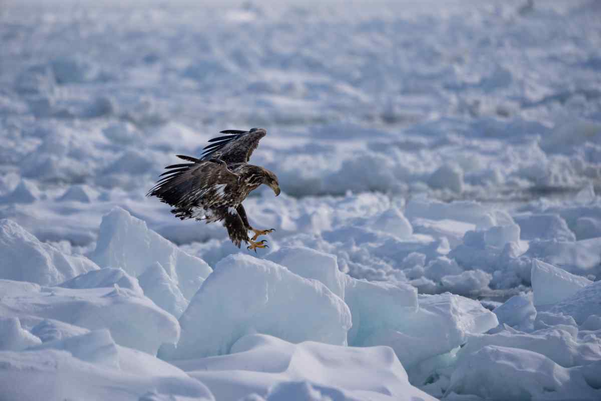 Iceland's eagle