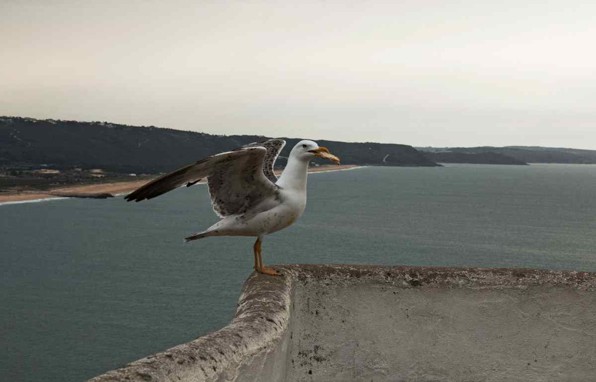 Iceland's shorebirds