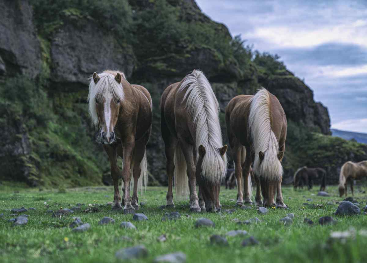 Icelandic horses