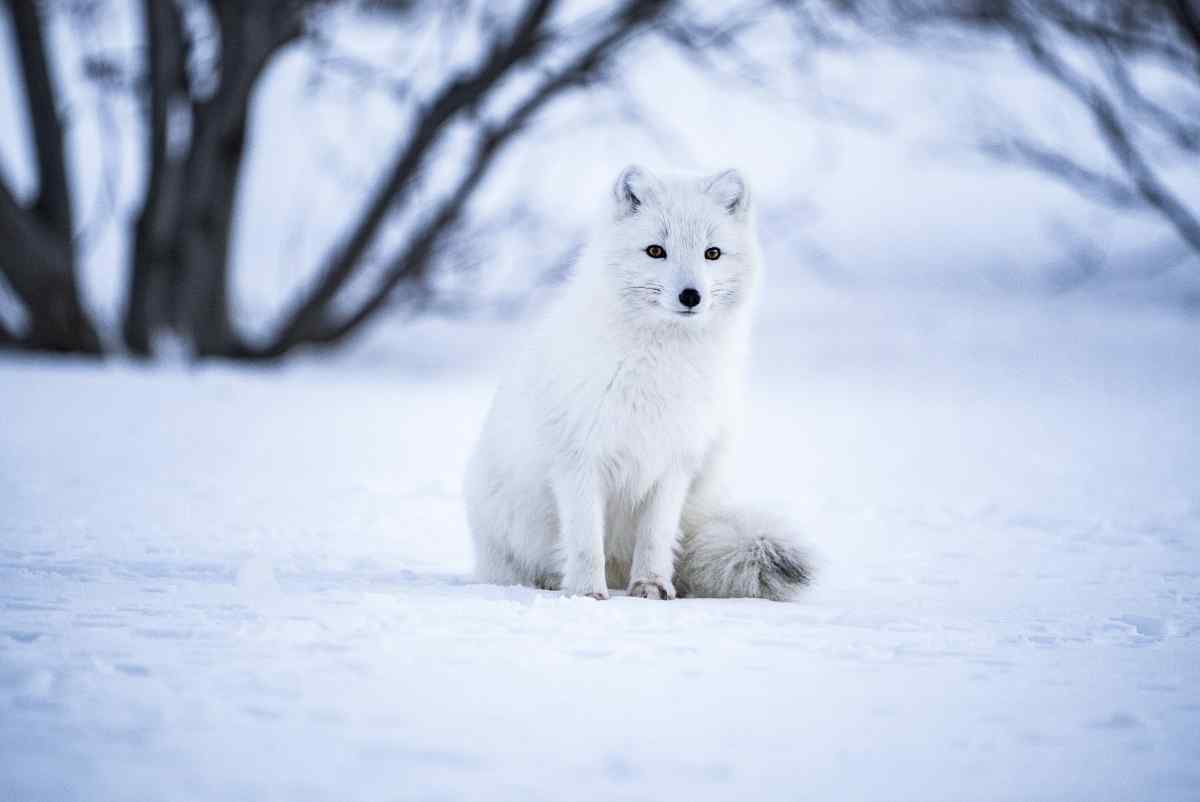 Iceland animals: Artic fox