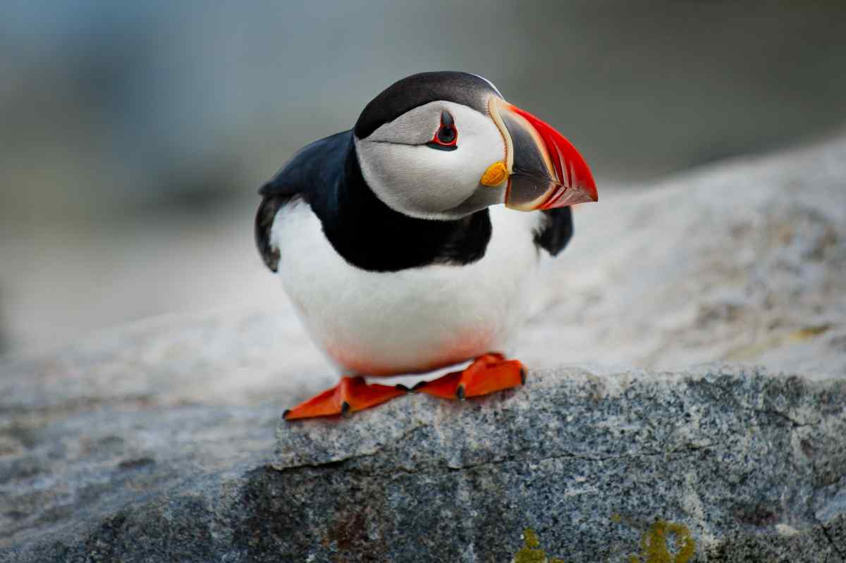 Atlantic puffin