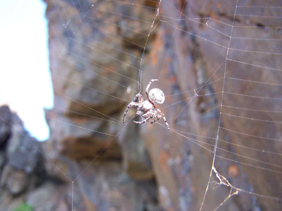 Spiders in Iceland