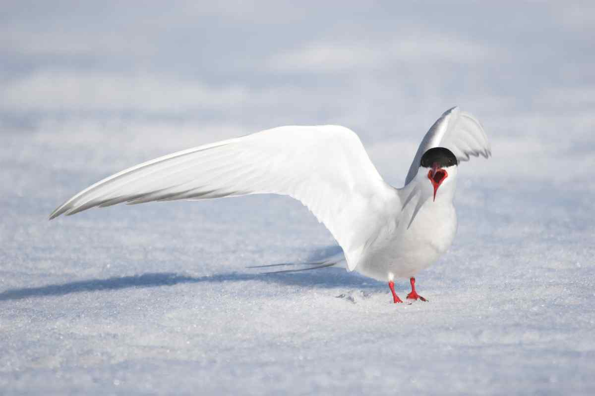 Arctic Terns