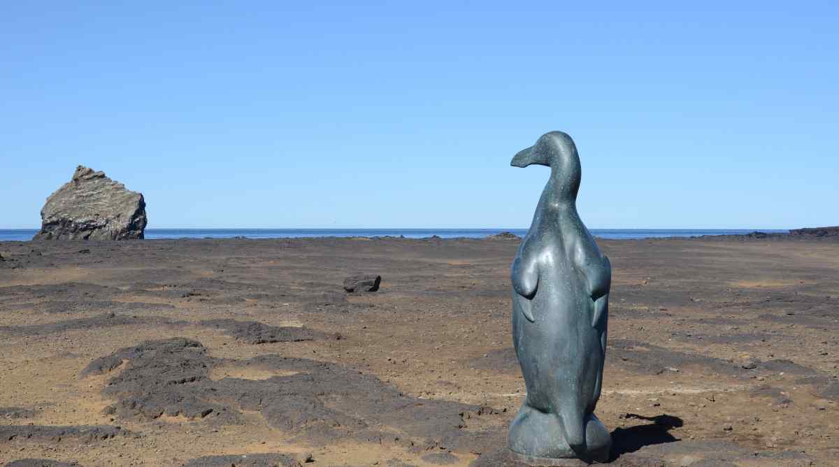 Iceland's Great Auk