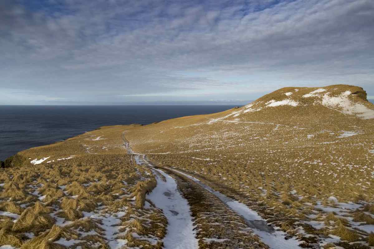 Puffins in winter