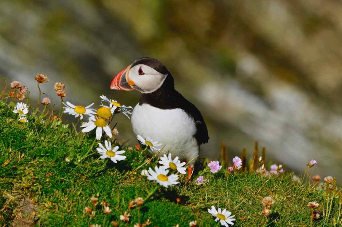 Puffin watching tours