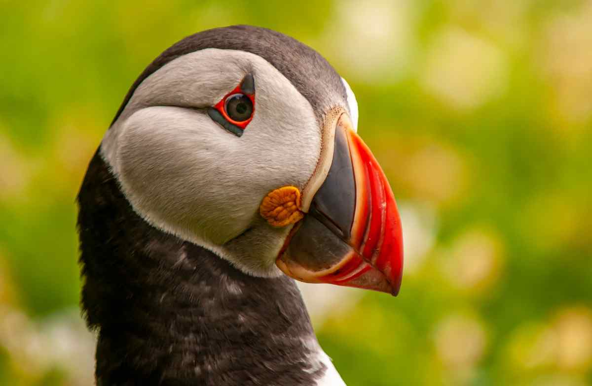Puffins in Iceland
