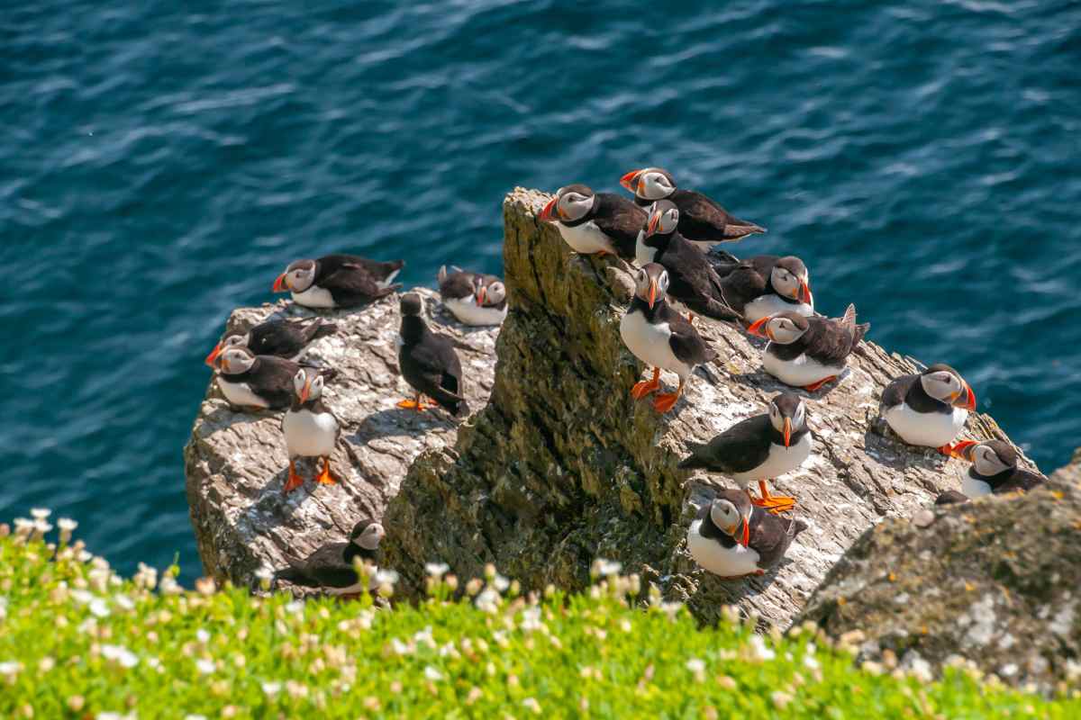 when to see puffins in iceland